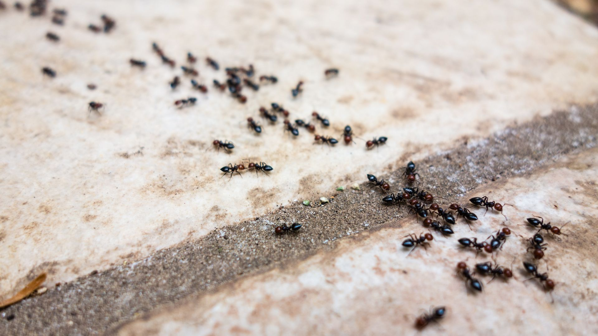 ant control Ringwood