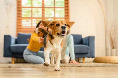 Pet-Friendly Flooring